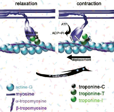 Les Sources d'energie de la Contraction Musculaire filaments actine et myosine